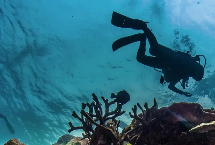 Come scegliere la muta da sub: i migliori consigli