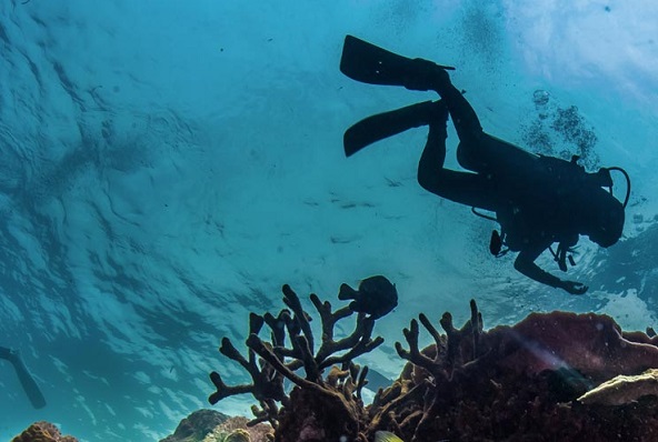 Come scegliere la muta da sub: i migliori consigli