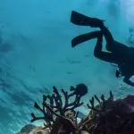 Come scegliere la muta da sub: i migliori consigli