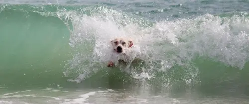 Cane in spiaggia per la prima volta: le regole da seguire