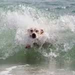Cane in spiaggia per la prima volta: le regole da seguire