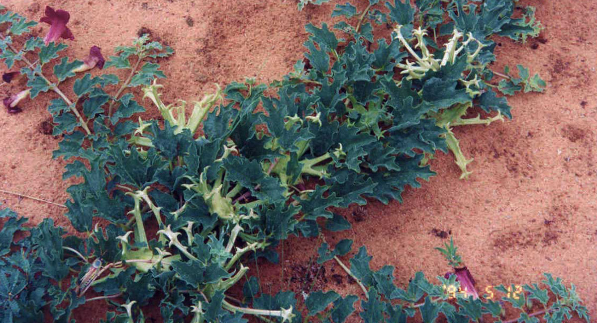 L'Artiglio del Diavolo, proprietà e controindicazione