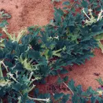 L'Artiglio del Diavolo, proprietà e controindicazione