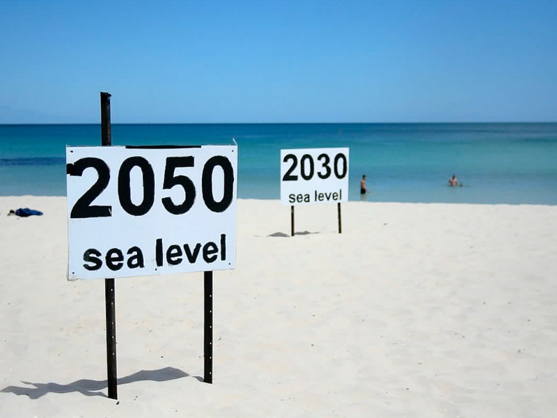 La temperatura dei mari si alza, le specie anfibie diventano terrestri ,studio sui granchi