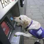 Arrivano i cani per non udenti