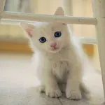 17 Febbraio: Festa dei gatti