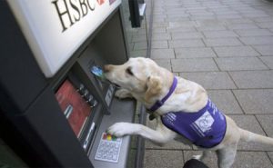 cane-bancomat